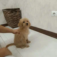 واگذاری سگ|سگ|صدرا-فارس, فاز ۲|دیوار