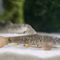 ماهی گاراروفا لجن خوار