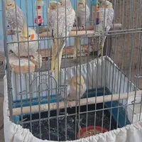 عروس هلندی جونه نزدیک یک ساله گلباقلی مرواریدی|پرنده|بروجرد, |دیوار