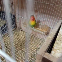 کوتوله برزیلی|پرنده|شیراز, گویم|دیوار