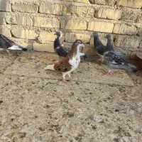 ۱۰تا بهبهونی وشهری|پرنده|شیراز, جرسقان|دیوار