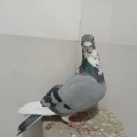 قره مسافتی|پرنده|شیراز, شاهچراغ|دیوار