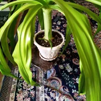 گل ذرتی|گل و گیاه طبیعی|شیراز, حجت آباد|دیوار