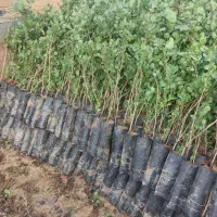 فروش نهال پسته منطقه برخوار|گل و گیاه طبیعی|حبیب آباد, |دیوار