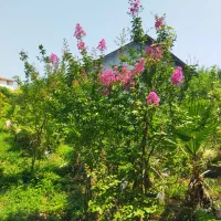 توری مصری|گل و گیاه طبیعی|کلاچای, |دیوار