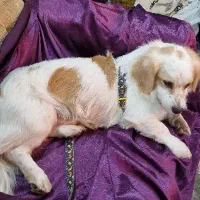 دامپزشک در محل