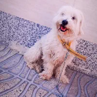 سگ خونگی شیتزو معاوضه با کبوتر