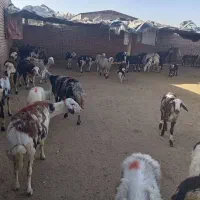 میش جوان بهترین نژاد پلنگی