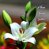 اجاره آپارتمان ۱۵۰ متری ۲ خوابه همکف