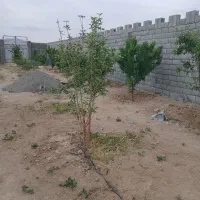 باغ-نقلی-لب-خیابون-اصلی