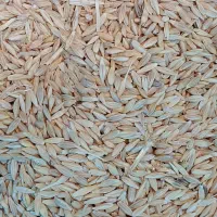 جو شیش پر بذری