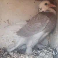 دو عدد کبوتر شازده