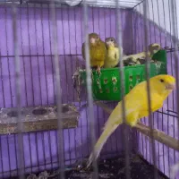 قناری  مولد جنس|پرنده|خرمدره, |دیوار