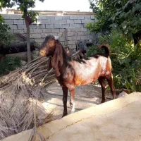 کهره چپش خارجی|حیوانات مزرعه|شیراز, آبیاری|دیوار
