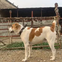 سگ الابای ترکمن