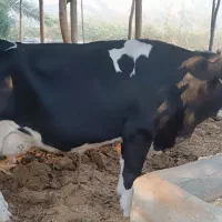 فروش سه راس گاو اصیل خارجی|حیوانات مزرعه|جره و بالاده, |دیوار