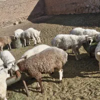 بره نر وپیش|حیوانات مزرعه|میمه, |دیوار