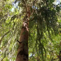کاج ۲۵ ساله|گل و گیاه طبیعی|تهران, دهونک|دیوار