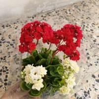 گل کالانکوئه