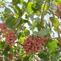 تولید و فروش پایه ممتاز|خدمات باغبانی و درختکاری|شاهین دژ, |دیوار