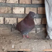کبوتر|پرنده|گنبد کاووس, |دیوار