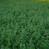 فروش-1200متر-گله-دانی-تازه-تاسیس-شده
