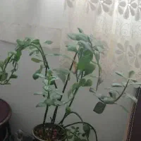 قلمه گل فردوس