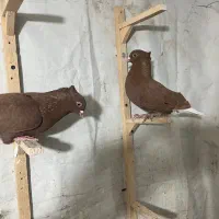 سرخ دم سفید ماده