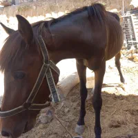 نریان بسیار آرام و نجیب