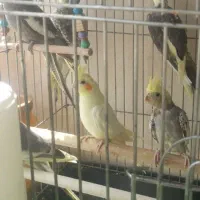 عروس هلندی خانگی از۵۰۰ تومن شروع میشه