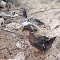 فروش‌یک‌جفت‌غاز‌ و‌ اردک