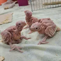 عروس هلندی جفت با سه عدد جوجه 15 روزه