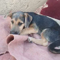 سگ پاکوتاه|سگ|بجنورد, |دیوار