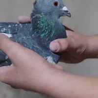 پولک کاکل ۵ ملیون ماده