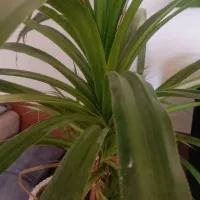 گل آپارتمانی