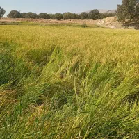 فروش عمده برنج درجه یک اصل کامفیروز|خوردنی و آشامیدنی|شیراز, شریف‌آباد|دیوار
