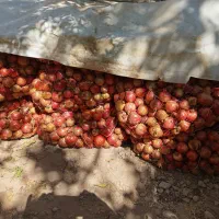 فروش انار درجه یک و انار ربی(توری)|خوردنی و آشامیدنی|ارسنجان, |دیوار