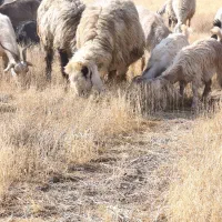 فروش میش بره داروگلون نازدار