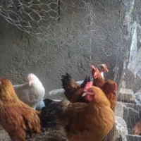 مرغ محلی تخم گذار