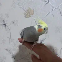 عروس هلندی ماده خوش رنگ و کشیده