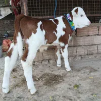 سیمینتال هلشتاین درجه یک|حیوانات مزرعه|بندر ترکمن, |دیوار