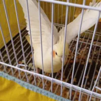 عروس هلندی لوتینو|پرنده|تربتحیدریه, هاشمینژاد|دیوار