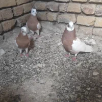 طوقی کبوتر