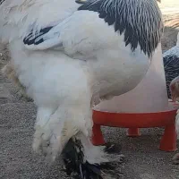 تخم نطفه دار برهما رومانی ۱۰۰درصد نطفه