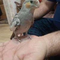 عروس هلندی نژاد سینامون نر