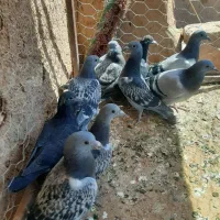 ۹ تا جوجه المانی
