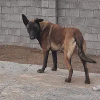 سگ مالینویز