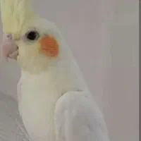 عروس هلندی