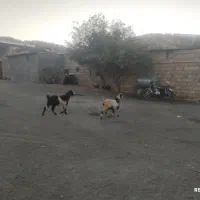 این دو عدد هم چاق هستند قیمت هیچده میلیون تمام|حیوانات مزرعه|طرهان, |دیوار