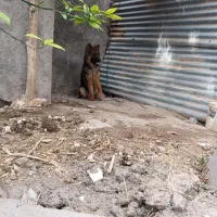 سگ ژرمن